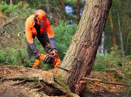 Best Tree Health Inspection  in Lifornia City, CA