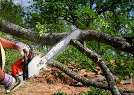 Best Emergency Tree Removal  in Lifornia City, CA