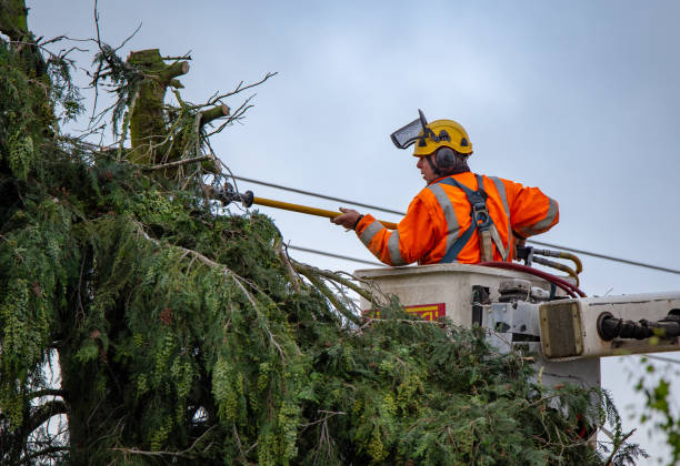 Best Leaf Removal  in Lifornia City, CA