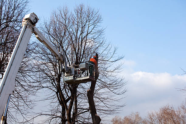 How Our Tree Care Process Works  in  California City, CA