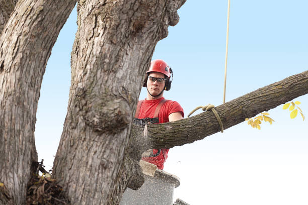 Best Hedge Trimming  in Lifornia City, CA